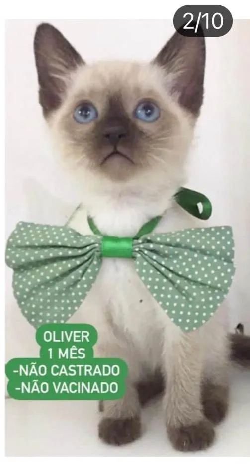 Gato raça Srd idade Abaixo de 2 meses nome Oliver