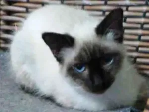 Gato raça Siamêsa idade 2 a 6 meses nome Surya bb5 meses 