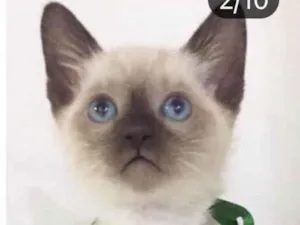 Gato raça Srd idade Abaixo de 2 meses nome Oliver