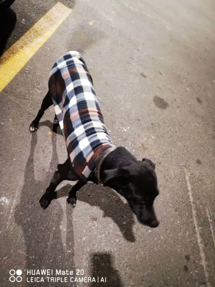 Cachorro ra a Viralata idade 1 ano nome Neguinho