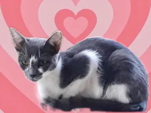 Gato raça Srd idade 2 a 6 meses nome Pink bb5 meses linda