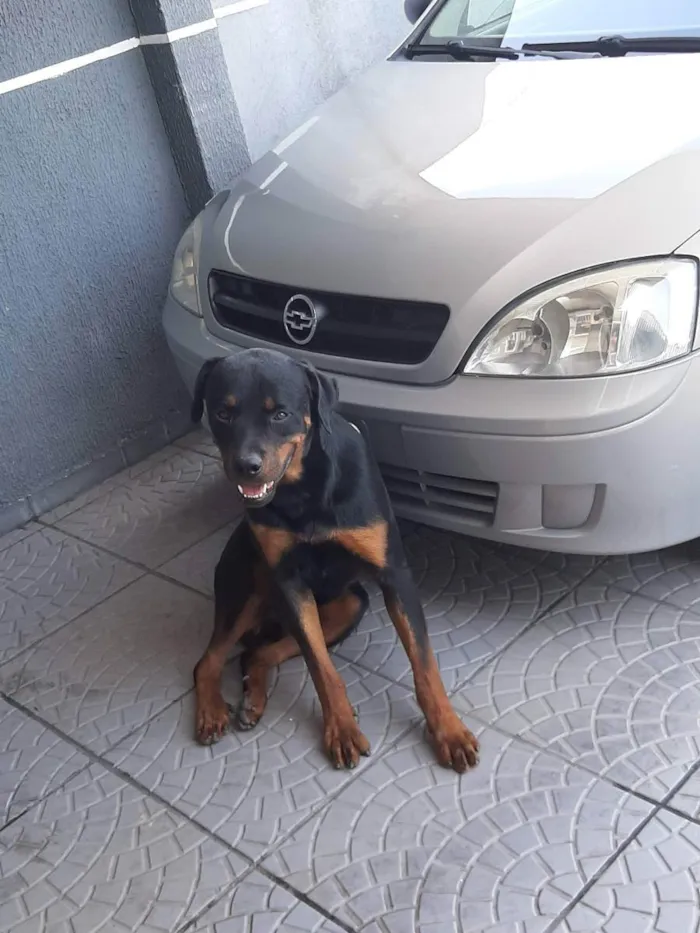 Cachorro ra a Rotweiller idade 3 anos nome Tyson