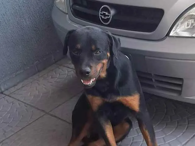 Cachorro ra a Rotweiller idade 3 anos nome Tyson