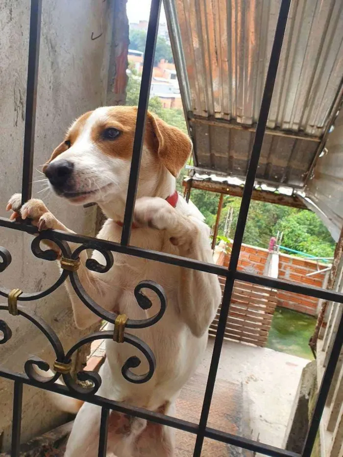 Cachorro ra a Não sei idade 3 anos nome Bily