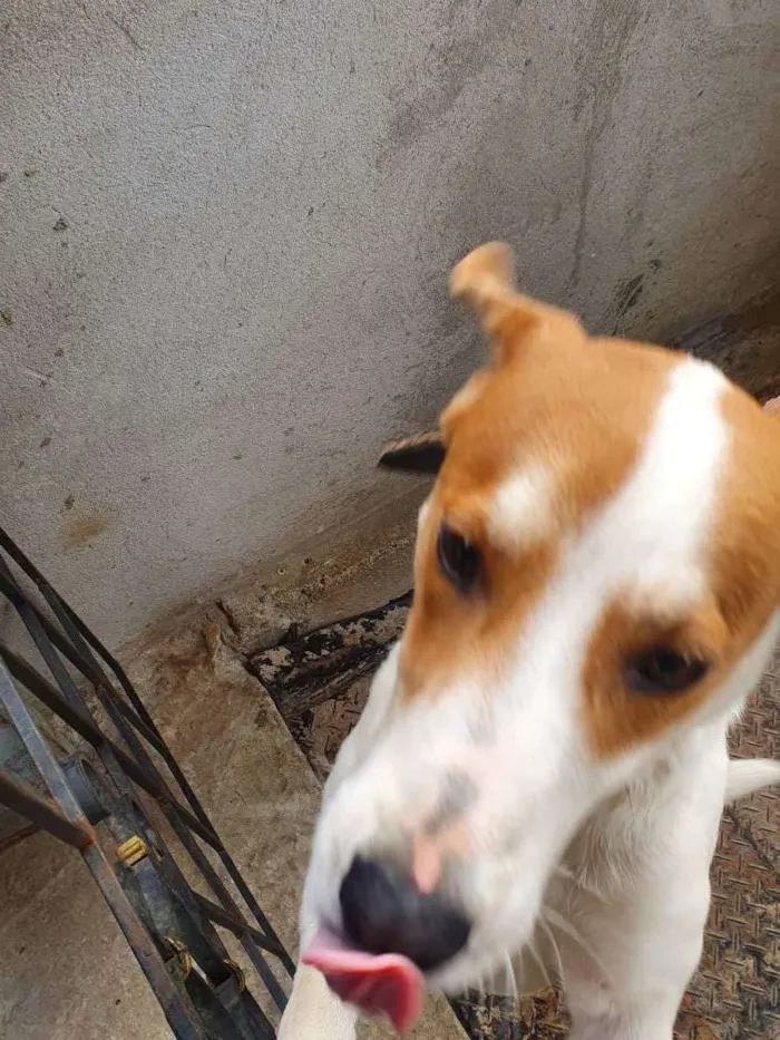 Cachorro ra a Não sei idade 3 anos nome Bily