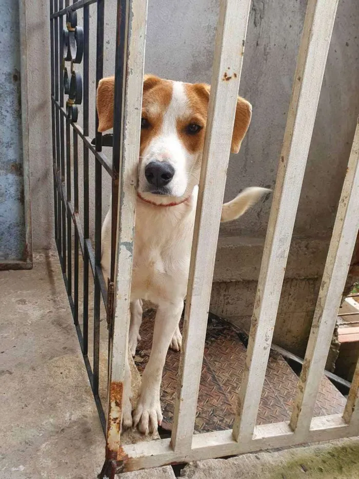 Cachorro ra a Não sei idade 3 anos nome Bily