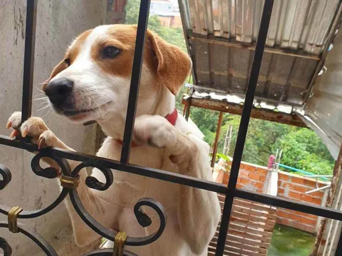 Cachorro ra a Não sei idade 3 anos nome Bily