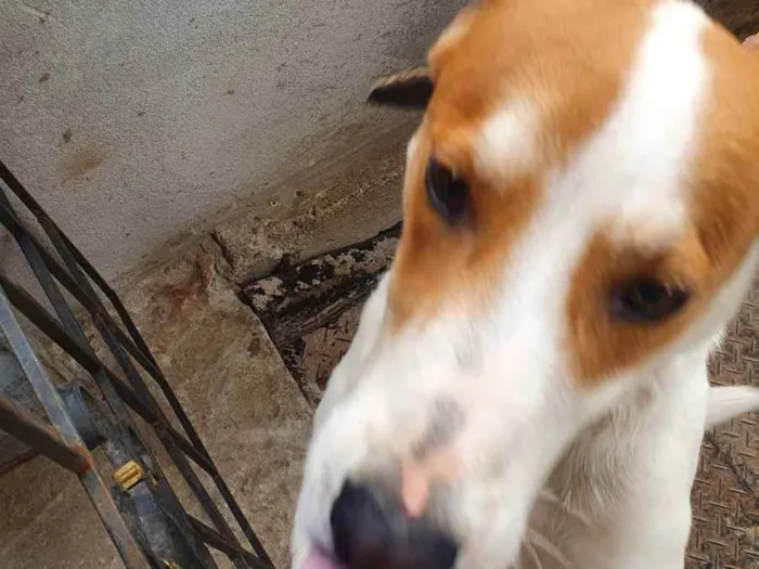 Cachorro ra a Não sei idade 3 anos nome Bily