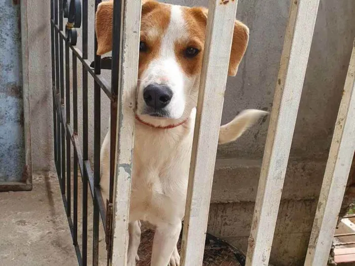 Cachorro ra a Não sei idade 3 anos nome Bily