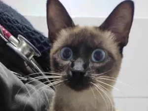 Gato raça Srd idade 7 a 11 meses nome Baronesa