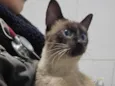 Baronesa