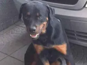 Cachorro raça Rotweiller idade 3 anos nome Tyson