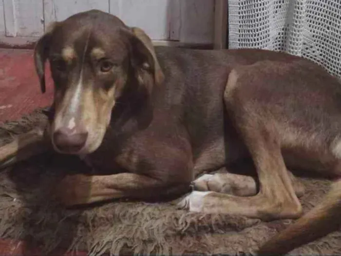 Cachorro ra a raça indefinida idade 1 ano nome maguila