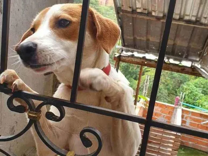 Cachorro ra a Não sei idade 3 anos nome Bily