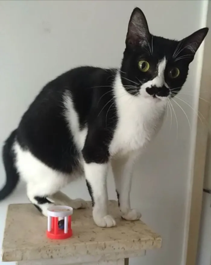 Gato ra a Srd idade 2 anos nome Chayene