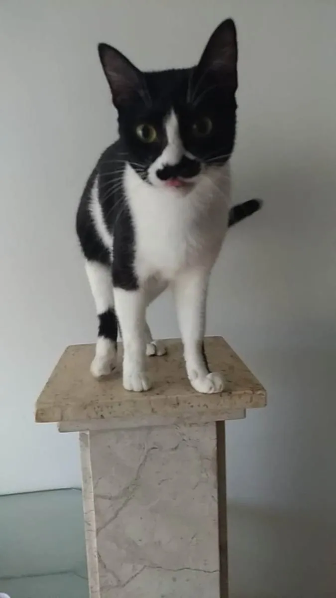 Gato ra a Srd idade 2 anos nome Chayene