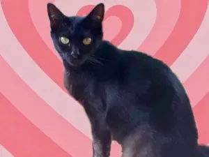 Gato raça Srd idade 1 ano nome PETA  Linda gatinha