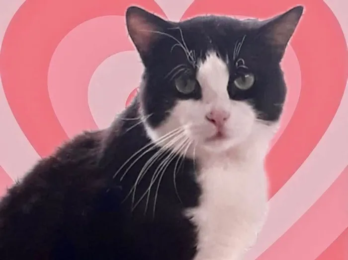 Gato raça Srd frajolinha  idade 1 ano nome Bolachao lindo 