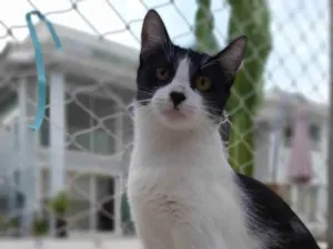 Gato raça Srd idade 1 ano nome Maggie