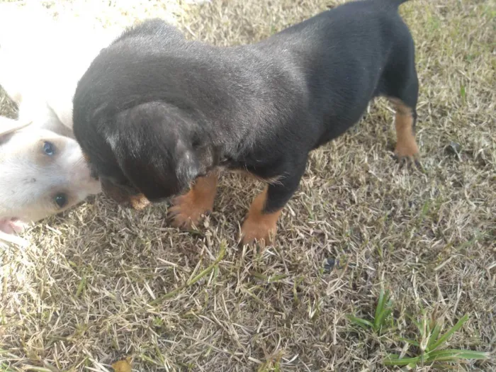 Cachorro ra a Viralata idade 2 a 6 meses nome Não tem 