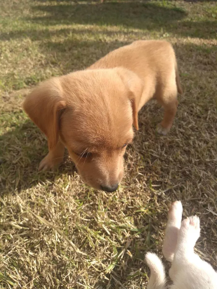 Cachorro ra a Viralata idade 2 a 6 meses nome Não tem 