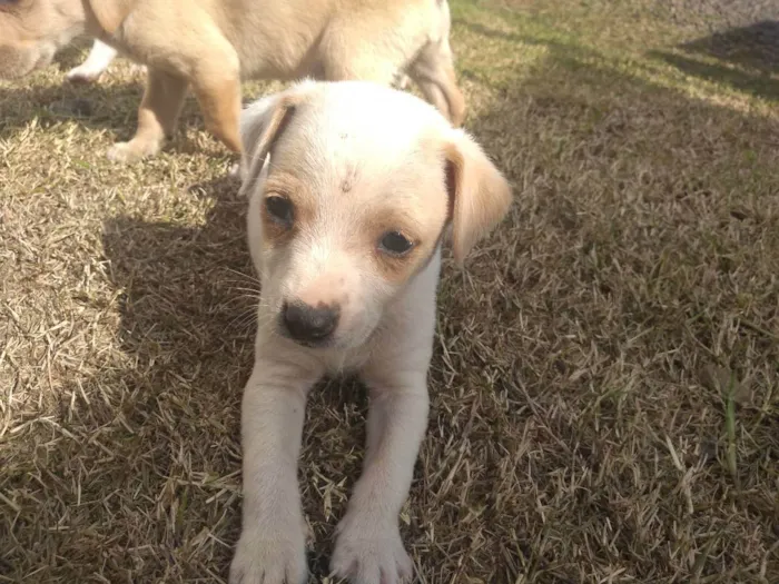 Cachorro ra a Viralata idade 2 a 6 meses nome Não tem 