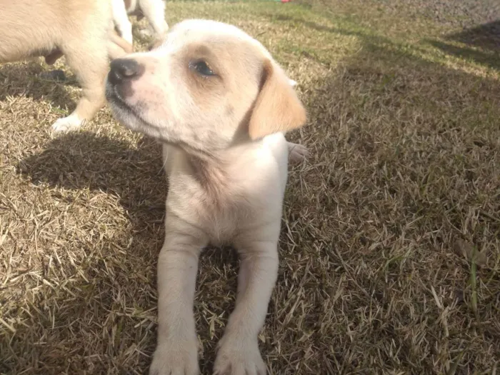 Cachorro ra a Viralata idade 2 a 6 meses nome Não tem 