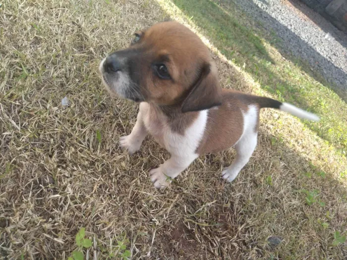 Cachorro ra a Viralata idade 2 a 6 meses nome Não tem 