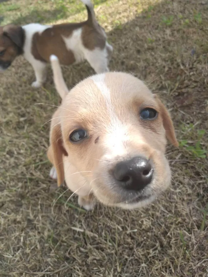 Cachorro ra a Viralata idade 2 a 6 meses nome Não tem 