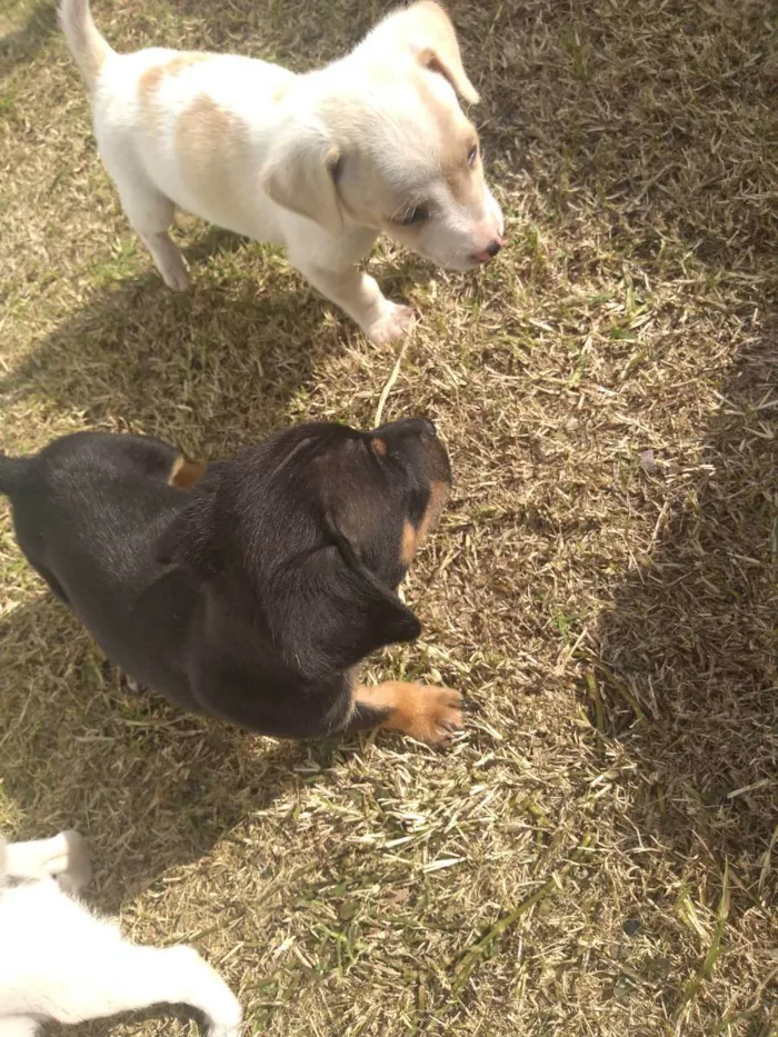 Cachorro ra a Viralata idade 2 a 6 meses nome Não tem 