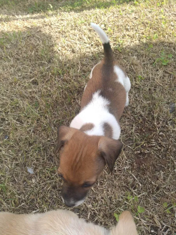 Cachorro ra a Viralata idade 2 a 6 meses nome Não tem 