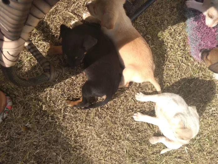 Cachorro ra a Viralata idade 2 a 6 meses nome Não tem 