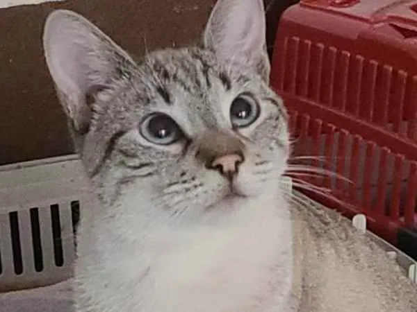 Gato ra a Srd idade 2 anos nome Ravi