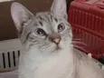 Ravi