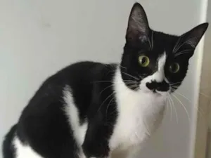 Gato raça Srd idade 2 anos nome Chayene