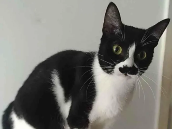 Gato ra a Srd idade 2 anos nome Chayene