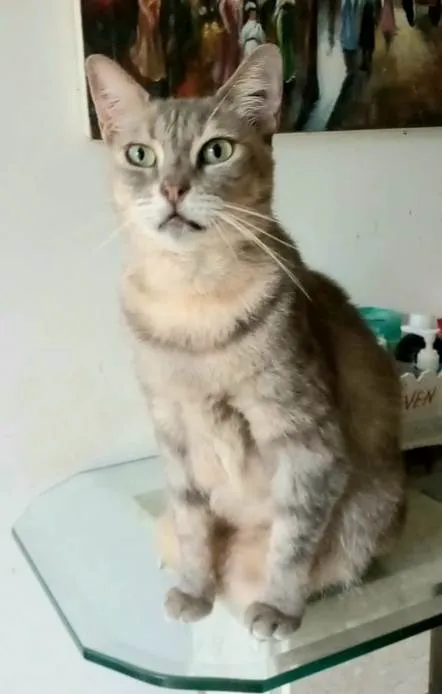 Gato ra a Srd idade 5 anos nome Evelyn 