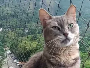 Gato raça Srd idade 5 anos nome Evelyn 