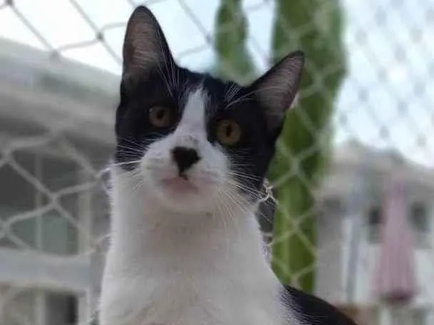 Gato ra a Srd idade 1 ano nome Maggie