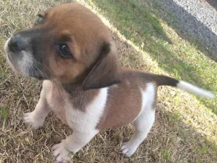 Cachorro ra a Viralata idade 2 a 6 meses nome Não tem 