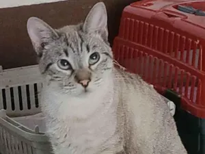 Gato raça Srd idade 2 anos nome Ravi