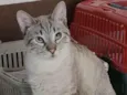 Ravi