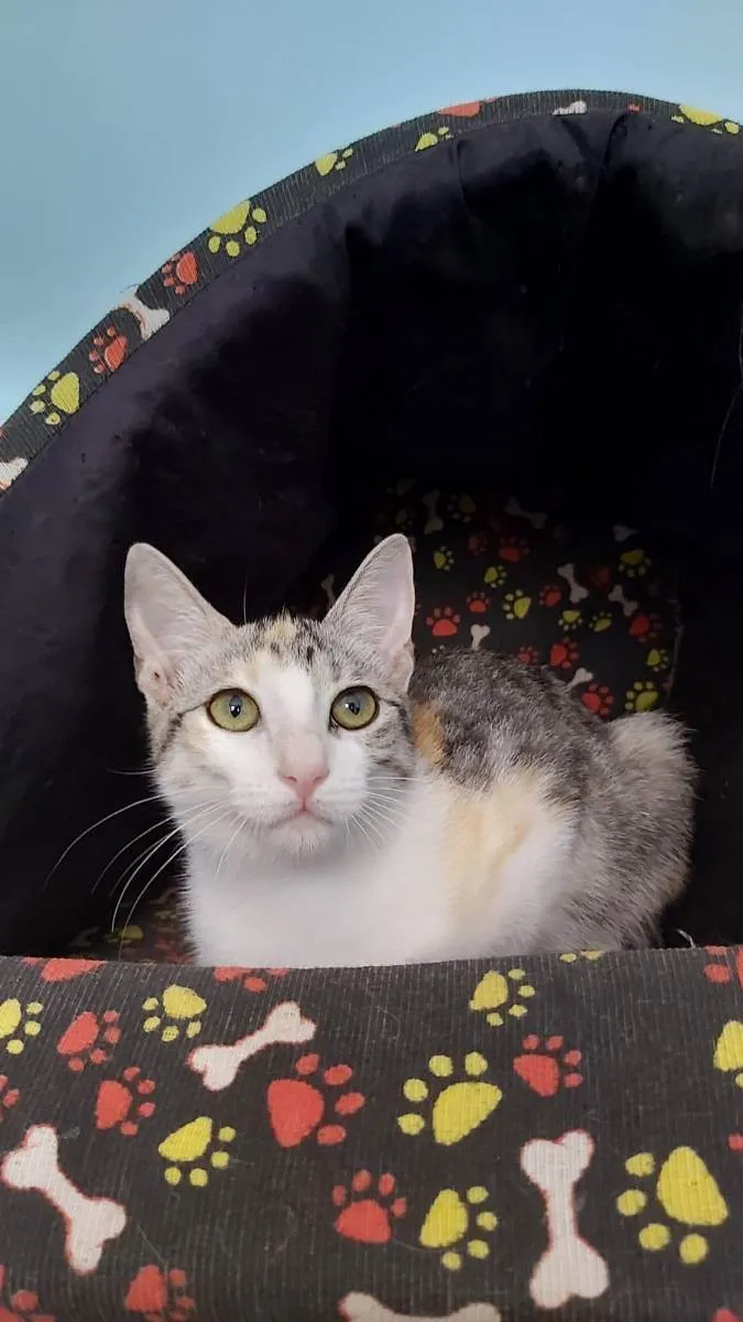 Gato ra a Srd idade 2 a 6 meses nome Penelope