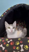 Penelope