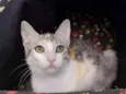 Penelope