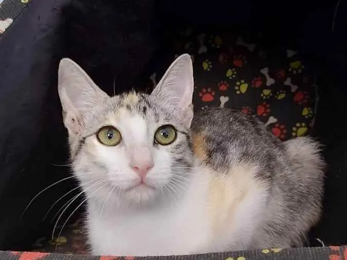 Gato ra a Srd idade 2 a 6 meses nome Penelope