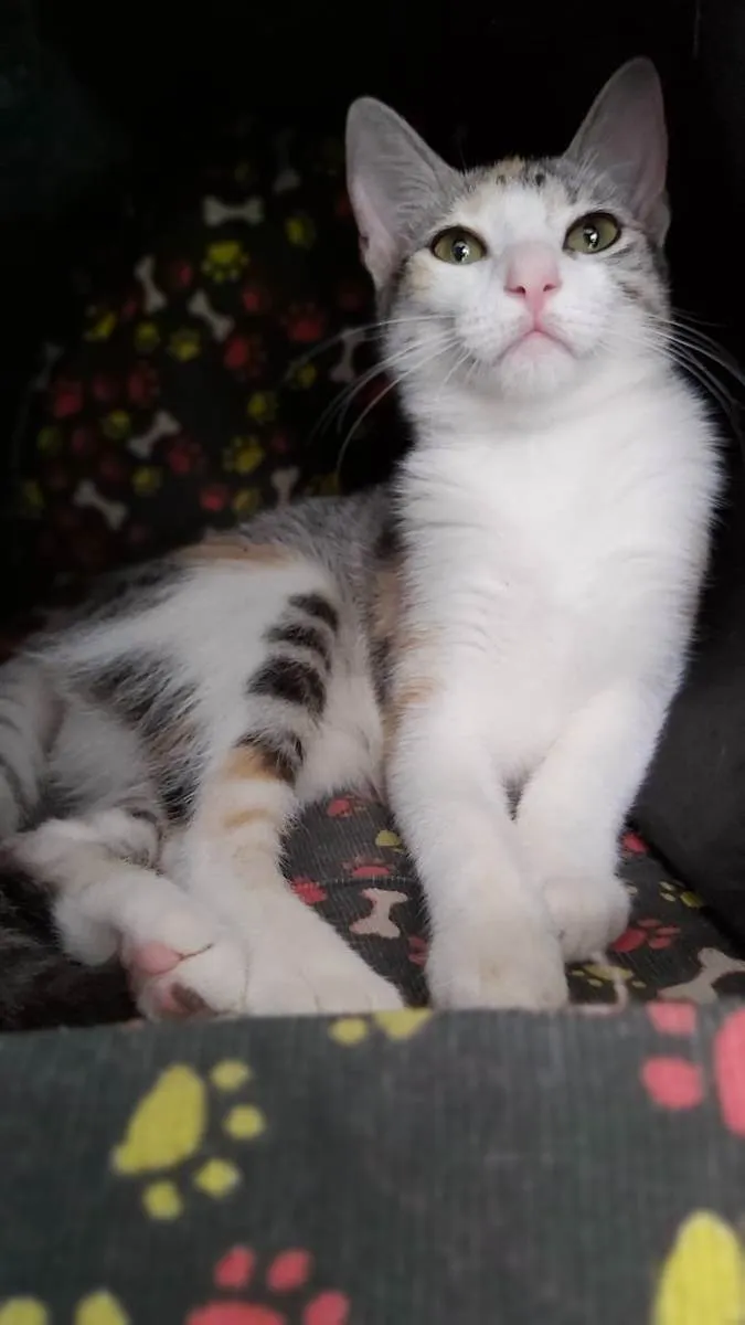 Gato ra a Srd idade 2 a 6 meses nome Penelope