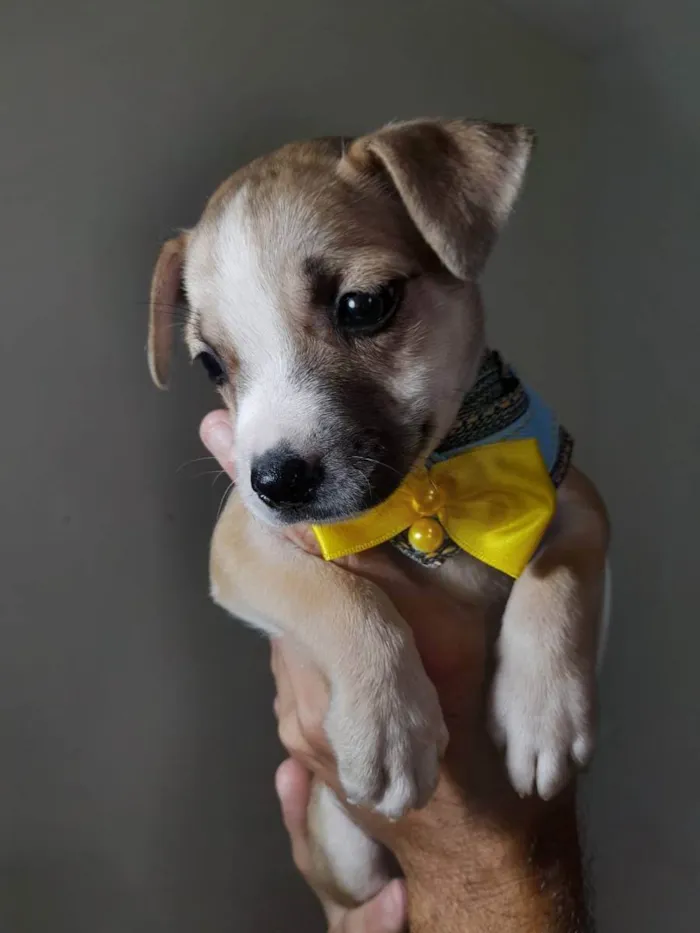 Cachorro ra a SRD idade 2 a 6 meses nome Filhotinhos 2 meses