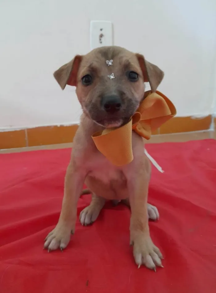 Cachorro ra a SRD idade 2 a 6 meses nome Filhotinhos 2 meses