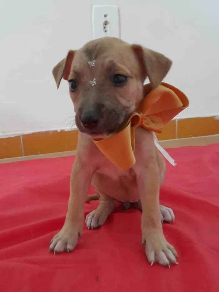 Cachorro ra a SRD idade 2 a 6 meses nome Filhotinhos 2 meses